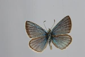  (Polyommatus vanensis - ARLY-169a-001)  @12 [ ] Unspecified (default): All Rights Reserved  Unspecified Unspecified