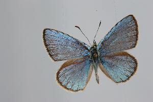  (Polyommatus transcaspicus - ARLY-118e-003)  @13 [ ] Unspecified (default): All Rights Reserved  Unspecified Unspecified
