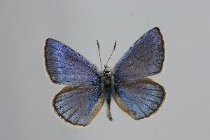  (Polyommatus pseudoxerxes - ARLY-232h-003)  @13 [ ] Unspecified (default): All Rights Reserved  Unspecified Unspecified