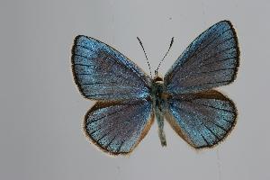  (Polyommatus merhaba - ARLY-185g-002)  @13 [ ] Unspecified (default): All Rights Reserved  Unspecified Unspecified