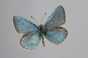  (Polyommatus paulae - ARLY-186a-001)  @13 [ ] Unspecified (default): All Rights Reserved  Unspecified Unspecified