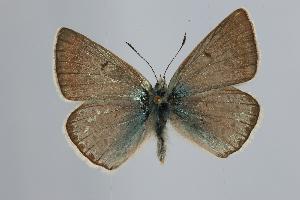  ( - ARLY-0099-002)  @13 [ ] Unspecified (default): All Rights Reserved  Unspecified Unspecified