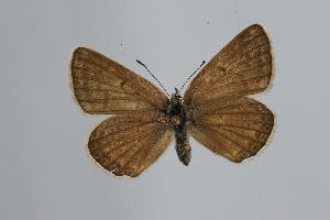  ( - ARLY-0099-003)  @13 [ ] Unspecified (default): All Rights Reserved  Unspecified Unspecified