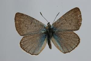  (Polyommatus myrrha - ARLY-9999-013)  @14 [ ] Unspecified (default): All Rights Reserved  Unspecified Unspecified
