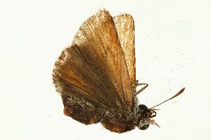  ( - VNLEP00010)  @13 [ ] Unspecified (default): All Rights Reserved  Unspecified Unspecified