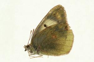  (Colias chlorocoma - VNLEP00113)  @12 [ ] Unspecified (default): All Rights Reserved  Unspecified Unspecified
