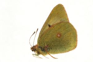  (Colias chlorocoma - VNLEP00116)  @12 [ ] Unspecified (default): All Rights Reserved  Unspecified Unspecified