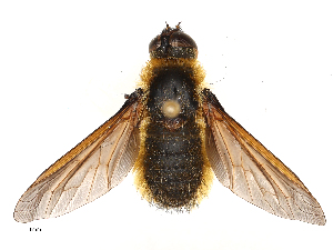  ( - CBG-A69634-A03)  @11 [ ] CreativeCommons - Attribution Share - Alike (2025) CBG Photography Group Centre for Biodiversity Genomics