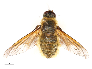  (Poecilanthrax sackenii - CBG-A69634-A04)  @11 [ ] CreativeCommons - Attribution Share - Alike (2025) CBG Photography Group Centre for Biodiversity Genomics