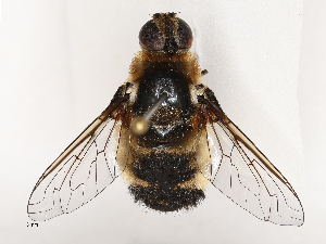  (Villa vacans - CBG-A69634-A08)  @11 [ ] CreativeCommons - Attribution Share - Alike (2025) CBG Photography Group Centre for Biodiversity Genomics