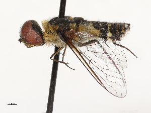  (Villa consessor - CBG-A69634-B08)  @11 [ ] CreativeCommons - Attribution Share - Alike (2025) CBG Photography Group Centre for Biodiversity Genomics