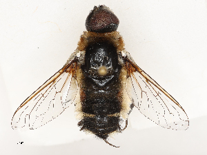  ( - CBG-A69634-B11)  @11 [ ] CreativeCommons - Attribution Share - Alike (2025) CBG Photography Group Centre for Biodiversity Genomics