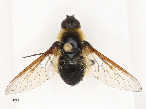  (Villa harveyi - CBG-A69634-B12)  @11 [ ] CreativeCommons - Attribution Share - Alike (2025) CBG Photography Group Centre for Biodiversity Genomics