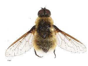  ( - CBG-A69634-C01)  @11 [ ] CreativeCommons - Attribution Share - Alike (2025) CBG Photography Group Centre for Biodiversity Genomics