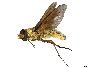  ( - CBG-A69634-C03)  @11 [ ] CreativeCommons - Attribution (2025) CBG Photography Group Centre for Biodiversity Genomics