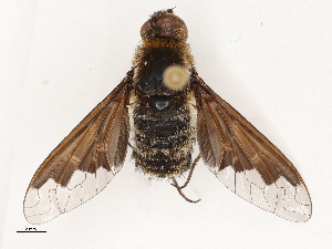  (Hemipenthes morioides - CBG-A69634-C07)  @11 [ ] CreativeCommons - Attribution Share - Alike (2025) CBG Photography Group Centre for Biodiversity Genomics