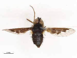  ( - CBG-A69634-D06)  @11 [ ] CreativeCommons - Attribution Share - Alike (2025) CBG Photography Group Centre for Biodiversity Genomics