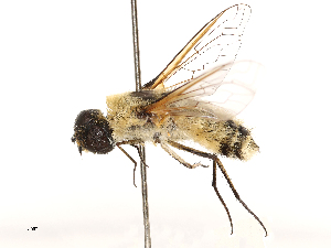  ( - CBG-A69634-D09)  @11 [ ] CreativeCommons - Attribution Share - Alike (2025) CBG Photography Group Centre for Biodiversity Genomics