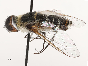  ( - CBG-A69634-D11)  @11 [ ] CreativeCommons - Attribution Share - Alike (2025) CBG Photography Group Centre for Biodiversity Genomics