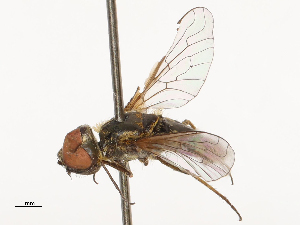  (Villa myximyia - CBG-A69634-E02)  @11 [ ] CreativeCommons - Attribution Share - Alike (2025) CBG Photography Group Centre for Biodiversity Genomics