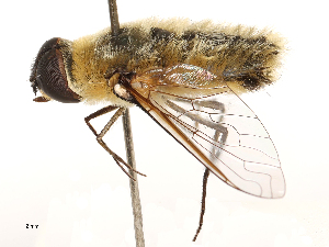  (Villa agrippina - CBG-A69634-E07)  @11 [ ] CreativeCommons - Attribution Share - Alike (2025) CBG Photography Group Centre for Biodiversity Genomics