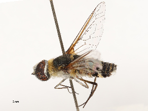  ( - CBG-A69634-E08)  @11 [ ] CreativeCommons - Attribution Share - Alike (2025) CBG Photography Group Centre for Biodiversity Genomics