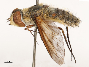  (Poecilanthrax monticola - CBG-A69634-E09)  @11 [ ] CreativeCommons - Attribution Share - Alike (2025) CBG Photography Group Centre for Biodiversity Genomics