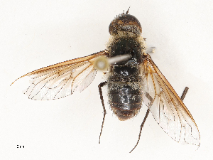  (Chrysanthrax vanus - CBG-A69634-F01)  @11 [ ] CreativeCommons - Attribution Share - Alike (2025) CBG Photography Group Centre for Biodiversity Genomics