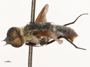  ( - CBG-A69634-F02)  @11 [ ] CreativeCommons - Attribution Share - Alike (2025) CBG Photography Group Centre for Biodiversity Genomics