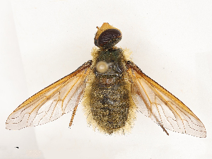  ( - CBG-A69634-F03)  @11 [ ] CreativeCommons - Attribution Share - Alike (2025) CBG Photography Group Centre for Biodiversity Genomics