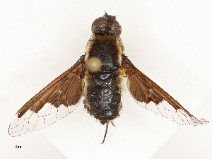  ( - CBG-A69634-F04)  @11 [ ] CreativeCommons - Attribution Share - Alike (2025) CBG Photography Group Centre for Biodiversity Genomics