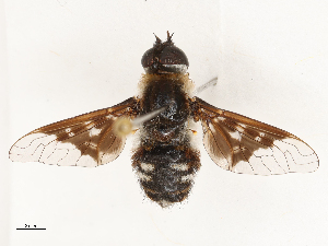  ( - CBG-A69634-F07)  @11 [ ] CreativeCommons - Attribution Share - Alike (2025) CBG Photography Group Centre for Biodiversity Genomics