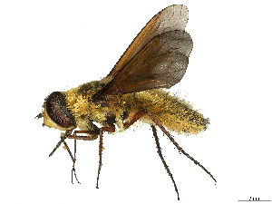  ( - CBG-A69634-F08)  @11 [ ] CreativeCommons - Attribution (2025) CBG Photography Group Centre for Biodiversity Genomics