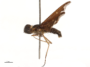  ( - CBG-A69634-G01)  @11 [ ] CreativeCommons - Attribution Share - Alike (2025) CBG Photography Group Centre for Biodiversity Genomics