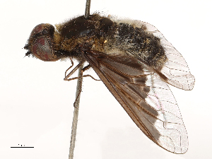  ( - CBG-A69634-G02)  @11 [ ] CreativeCommons - Attribution Share - Alike (2025) CBG Photography Group Centre for Biodiversity Genomics