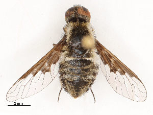  (Hemipenthes edwardsii - CBG-A69634-G03)  @11 [ ] CreativeCommons - Attribution Share - Alike (2025) CBG Photography Group Centre for Biodiversity Genomics