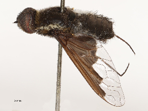  ( - CBG-A69634-G04)  @11 [ ] CreativeCommons - Attribution Share - Alike (2025) CBG Photography Group Centre for Biodiversity Genomics