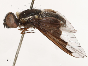  ( - CBG-A69634-G05)  @11 [ ] CreativeCommons - Attribution Share - Alike (2025) CBG Photography Group Centre for Biodiversity Genomics