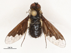  ( - CBG-A69634-G07)  @11 [ ] CreativeCommons - Attribution Share - Alike (2025) CBG Photography Group Centre for Biodiversity Genomics