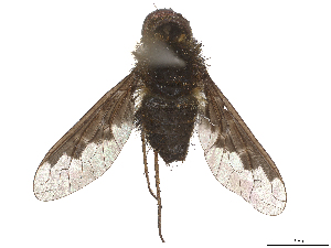  ( - CBG-A69634-G09)  @11 [ ] CreativeCommons - Attribution (2025) CBG Photography Group Centre for Biodiversity Genomics