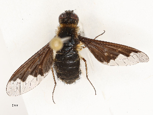  ( - CBG-A69634-G10)  @11 [ ] CreativeCommons - Attribution Share - Alike (2025) CBG Photography Group Centre for Biodiversity Genomics