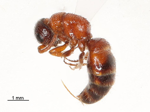  ( - CBG-A69634-H01)  @11 [ ] CreativeCommons - Attribution Share - Alike (2025) CBG Photography Group Centre for Biodiversity Genomics