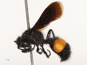  ( - CBG-A69634-H04)  @11 [ ] CreativeCommons - Attribution Share - Alike (2025) CBG Photography Group Centre for Biodiversity Genomics