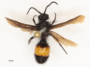  ( - CBG-A69634-H05)  @11 [ ] CreativeCommons - Attribution Share - Alike (2025) CBG Photography Group Centre for Biodiversity Genomics