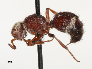  (Ephuta coloradella - CBG-A69635-A02)  @11 [ ] CreativeCommons - Attribution Share - Alike (2025) CBG Photography Group Centre for Biodiversity Genomics