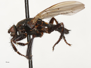  ( - CBG-A69635-A03)  @11 [ ] CreativeCommons - Attribution Share - Alike (2025) CBG Photography Group Centre for Biodiversity Genomics