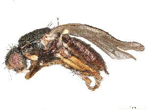  ( - CBG-A69635-A09)  @11 [ ] CreativeCommons - Attribution (2025) CBG Photography Group Centre for Biodiversity Genomics