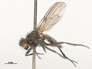  (Fucellia thinobia - CBG-A69635-B08)  @11 [ ] CreativeCommons - Attribution Share - Alike (2025) CBG Photography Group Centre for Biodiversity Genomics