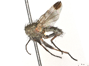  ( - CBG-A69635-C12)  @11 [ ] CreativeCommons - Attribution (2025) CBG Photography Group Centre for Biodiversity Genomics