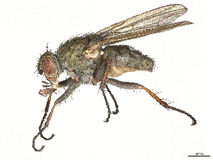  ( - CBG-A69635-D03)  @11 [ ] CreativeCommons - Attribution (2025) CBG Photography Group Centre for Biodiversity Genomics